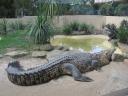 Featherdale Wildlife Park crocodile